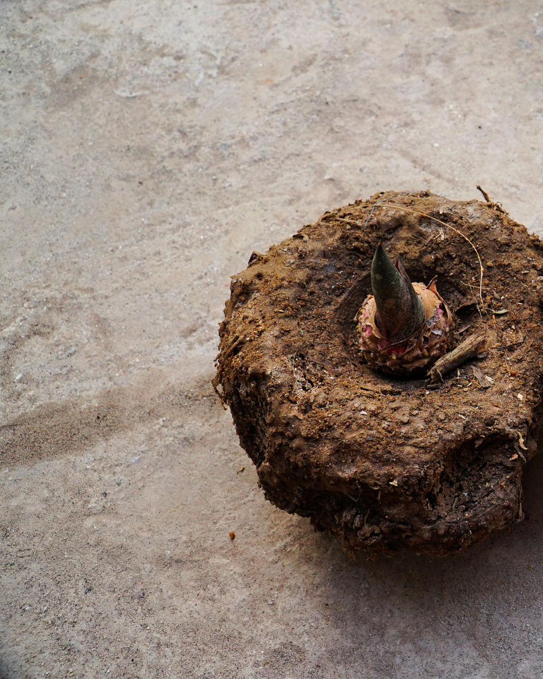 Why Prebiotics Matter for Breakout-Prone Skin